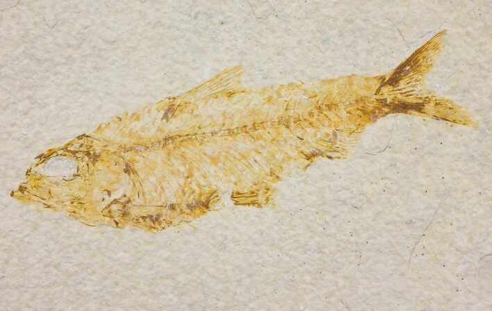 Bargain Fossil Fish (Knightia) - Wyoming #150596